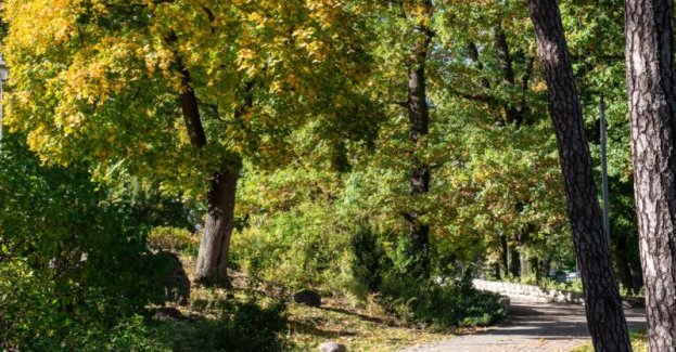 Centrum Edukacji Ekologicznej w Grudziądzu zaprasza przedszkolaków i uczniów klas I–III szkół podstawowych do konkursu „Zbieramy owoce drzew leśnych”. Konkurs potrwa od 5 do 30 października 2026 roku.